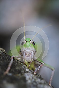 Close up grasshoper face on light grey background