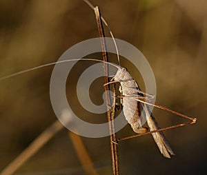 Close up of grasshopper