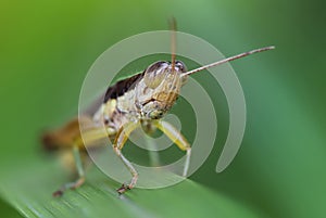 Close up of a grasshopper