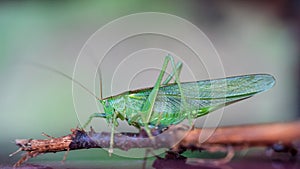 Close up of grasshopper