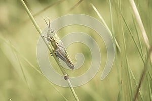 Close-up of grasshopper at blade of grass