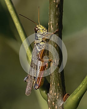 Close up of grasshopper climbing on green twig