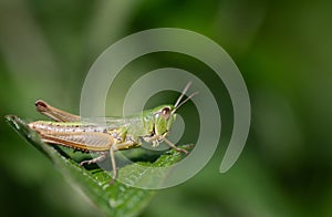 Close-up of a grasshopper, a cricket sitting on a green leaf against a green background in nature