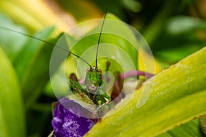 Close Up Of A Grasshopper On An Ephemere Flower, Macro Photography