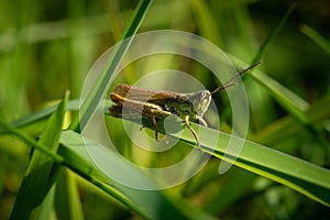 Close up of grasshopper on the grass