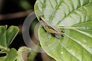 a close - up of a grasshopper with only its eyes open, sitting on