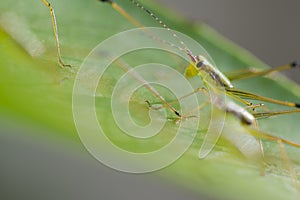 Close up grasshopper on leaf