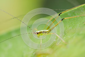 Close up grasshopper on leaf