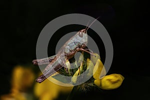 Close up grasshopper over black background