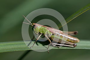 Close-up of a grasshopper sitting on a green blade of grass. The background is green. The insect hides from enemies