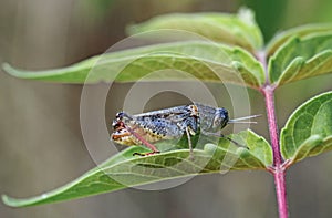 Grasshopper standing over a leaf of a plant photo