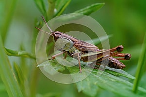 Close up of a grasshopper (Pseudochorthippus parallelus) on a green leaf and blurred background photo