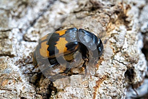 Close-up of a gravedigger beetle Nicrophorus investigator photo