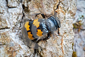 Close-up of a gravedigger beetle Nicrophorus investigator photo