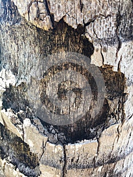 De cerca gris corteza de coco palmera un árbol 