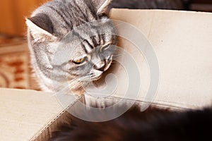 A close-up of a gray British shorthair cat, looking into a corton box.