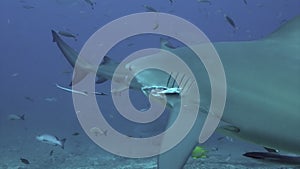 Close-up gray bull shark underwater ocean of Tonga.