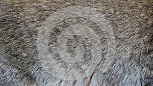 Close up gray cat fur textures background