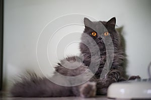Close up gray cat sitting