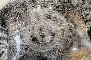 close up gray cat skin