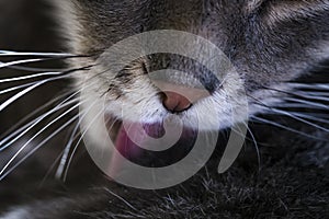 Close up of gray cat tongue licking his fur. Focus on cat nose, whiskers and fur