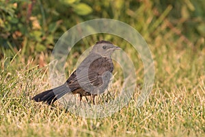 Close up of a Gray Catbird hopping through the grass with a green background