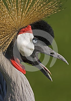 Close up of a Gray-crowned Crane, Balearica regulorum