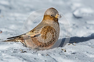 A Close up of a Gray-crowned rosy finch