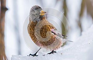 A Close up of a Gray-crowned rosy finch