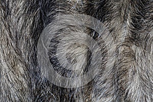 Close up gray dog skin is beautiful nature dog skin pet animal for animal pattern and background