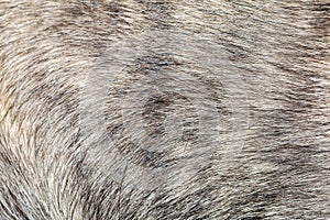 Close up gray dog skin for pattern and background