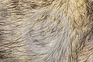 Close up gray dog skin for pattern and background