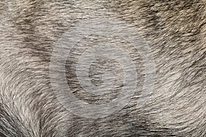 Close up gray dog skin for pattern and background.