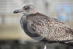 Close Up with a Gray Feathered Seagull