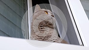 Close up, Gray Fluffy Cat Sits on a Windowsill near an Open Window, Looking Away