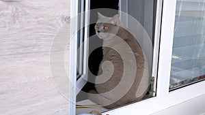 Close up, Gray Fluffy Cat Sits on a Windowsill near an Open Window, Looking Away