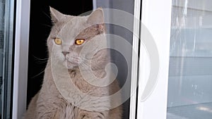 Close up, Gray Fluffy Cat Sits on a Windowsill near an Open Window, Looking Away