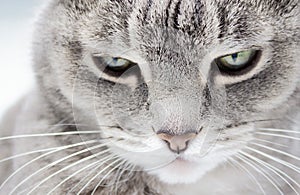 Close up of a gray furry tabby cat with green eyes and a pink nose looking into the frame with baleful look