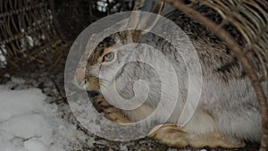 Close-up of a gray hare sitting in a large basket. The hare wiggles its ears.