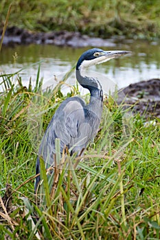 A close-up of gray heron