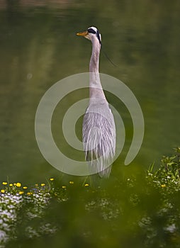 Close-up gray heron in a grass on river coast on Bern Zoo