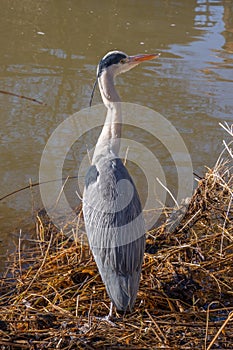 Close up of a gray heron standing tall near the water