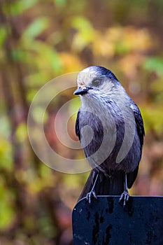 Close up Gray Jay portrait sitting at day