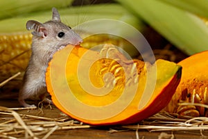 Close-up gray mouse gnaws orange pumpkin in the background of ears of corn in the pantry