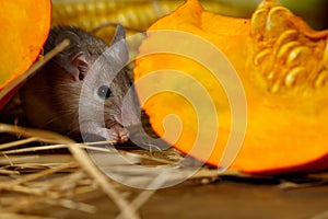 Close-up gray mouse lurks near orange pumpkin in the pantry.