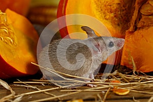 Close-up gray mouse stands near orange pumpkin in the pantry.