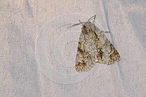 Noctuidae moth photo