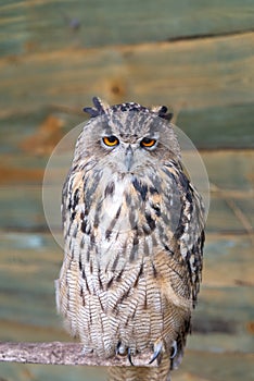Close up on gray owl