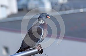 Close up gray pigeon - Columba palumbus