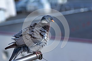 Close up gray pigeon - Columba palumbus with red beak